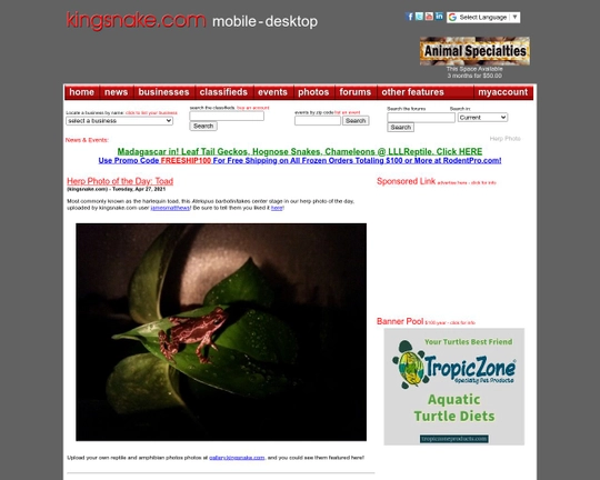 KingSnake.com Logo